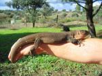 Gran Canaria Giant Lizard (<i>Gallotia stehlini</i>) Adult male enjoying the warmth of my arm 